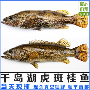 鲜活野鳜鱼虎斑桂花鱼千岛湖淡水食用圆桶石桂鱼新鲜金钱桂季花鱼