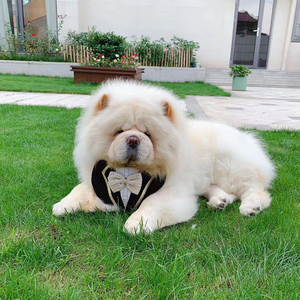 纯种松狮幼犬小松狮狗狗活物出售黑色家养中大型松狮犬小狗活体