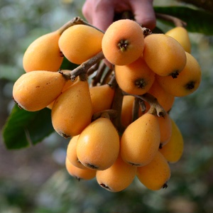 售罄 云南蒙自枇杷高山长虹琵琶大果新鲜当季整箱纯甜孕妇水果5斤