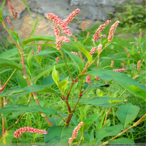 新鲜红辣蓼 蓼子草 青蓼 辣马蓼 辣椒草纯野生辣蓼种子满2斤包邮