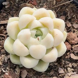 多肉植物阿尔卑斯厚叶月影易爆盆群生多头盆栽花卉绿植多肉组合