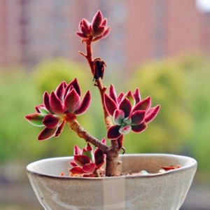 多肉植物锦晃星萌肉肉易爆盆群生多头创意盆栽花卉绿植防辐射