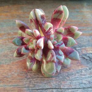 多肉植物血燕雪雁肉肉多头群生易爆盆室内阳台花卉绿植盆栽雪燕