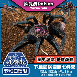 蛛先疯poison丨哥伦比亚梦幻白镭射x属中体型坠大的收藏级品种