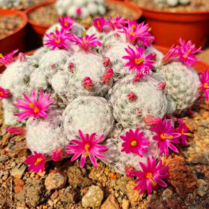 姬春星多头群生开花仙人球 不扎手软刺仙人球植物品种仙人球植物