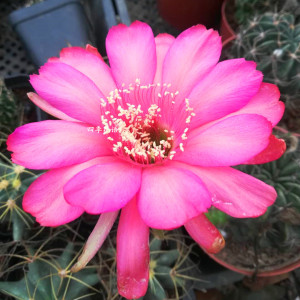 00tb9821282淘宝剑芒丸实生仙人球稀有开花粉花仙人掌多肉植物好养