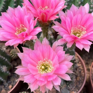 粉花金刚仙人球 开粉色大花朵 耐旱好养多肉植物 仙人球花卉盆栽