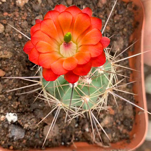 四季花语 实生绯虾仙人球 鹿角柱属仙人球 开花艳丽仙人球 多肉