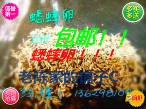 蟋蟀卵 油葫芦 白蟋蟀 蟋蟀 蛐蛐卵 包邮 技术 宠物活体饲料 蛐蛐