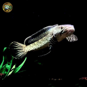 印度进口 雷龙鱼 钴蓝雷龙 钴蓝雷龙鱼 野鱼 稀有品种 五斑雷龙