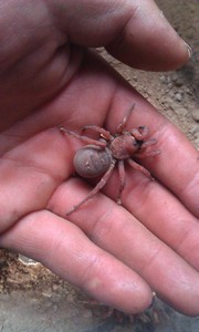 蜘蛛中华七纺蛛heptathela siraensis粉红色蜘蛛活门蜘蛛穴居蜘蛛