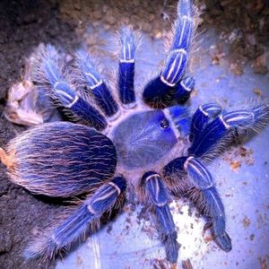 哥斯达黎加斑马脚蓝色种3-4cm宠物蜘蛛新手上路