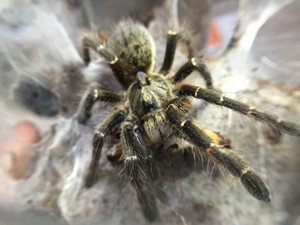 斜角巴布蜘蛛1cm活体巨形宠物毛蜘蛛活体异宠个性另类宠物