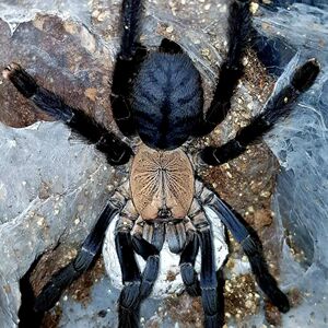 印尼金背地老虎足展2-10厘米树栖地老虎凶猛宠物蜘蛛活体