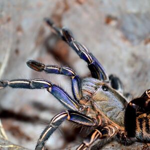 泰国斑马脚1-4cm活体巨形宠物毛蜘蛛活体异宠个性另类宠物