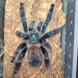 玛格丽塔岛粉趾