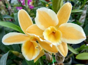 黄金钻戒春石斛 中国台湾名贵品种