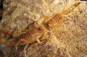 肯尼亚白粗尾金蝎-橙色种 沙漠蝎宠物活体蝎子包邮