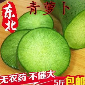东北绿萝卜