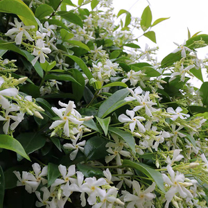 【万字茉莉】万字茉莉品牌,价格 - 阿里巴巴