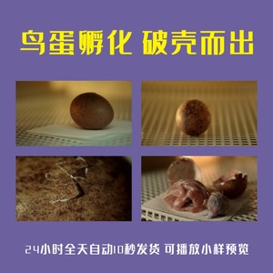 鸟蛋孵化破壳而出蛋壳破裂过程鸡蛋破碎孕育哺乳小鸟小鸡视频素材