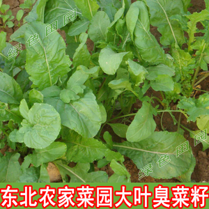 东北臭菜