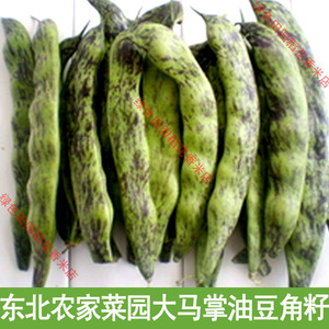 东北农家菜园大油豆种籽 散装可留种 绿色健康大马掌豆角籽50g