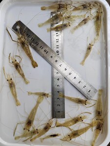 河虾青虾草虾活体长臂大头虾除藻观赏虾工具虾