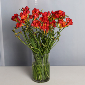 云南昆明香雪兰小苍兰鲜花直批基地直发水养鲜花生日花束同城速递