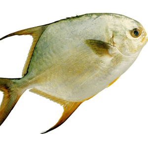 广西北海新鲜海捕金鲳鱼5斤起拍 顺丰包邮