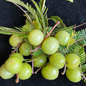 滇橄榄 野生现摘现发新鲜油甘果孕妇酸水果牛甘果余甘子余甘果5斤