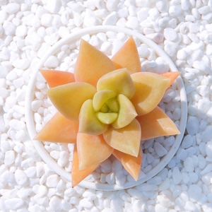 表丽娜多肉植物 银冬云 办公室内桌面防辐射 蜜糖老桩 邻家多肉