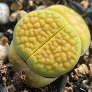 黄巴厘玉 3年苗 生石花多肉植物番杏肉锥