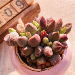 玛丽安水泡多肉