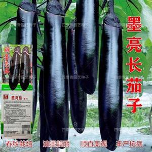 特大高产长茄子种子日本黑贵人长茄种子盆栽大棚四季种植蔬菜种子