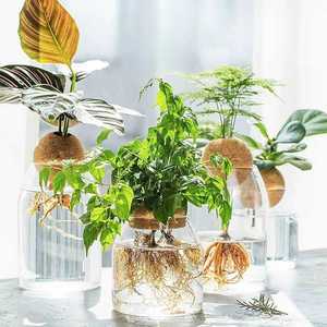 水培植物玻璃花器创意艺术花瓶摆件日式简约透明插花摆件桌面盆栽