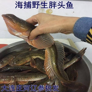 庄河海鲜特产 大连庄河黄海野生海捕胖头鱼 野生大头鱼 烟袋鱼