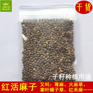 野生红活麻子籽 种植用途荨麻子 掌叶蝎子草火麻草籽 每份5克包邮