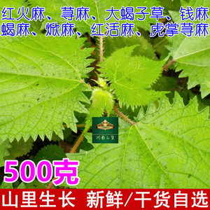 新鲜荨麻蝎麻钱麻红火麻根药用 野菜红活麻叶 大蝎子草苗籽包邮