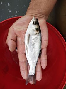 白鲢鱼苗 跳鲢鱼苗 鲢鱼苗 鲢鱼 淡水活体鱼苗 白条鱼 包邮