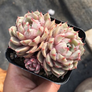 苯巴蒂斯 多肉 群生老桩 露养 果冻色 桌面绿植 组合盆栽 木禾