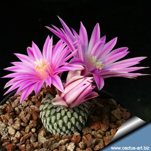 锁石多肉/仙人球/pseudopectinatus/624号自根精巧殿开花球防辐射