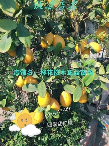 进口日本甜柠檬树苗纯甜不酸甜香橼树苗甜柠檬果树苗盆栽四季结果