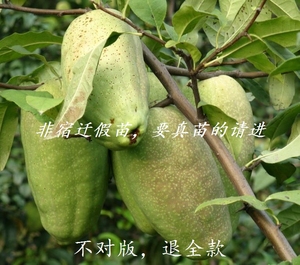 酸木瓜苗树云南