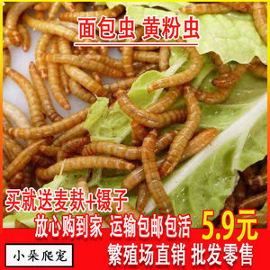 面包虫活体黄粉虫活虫鹦鹉鱼乌龟金龙鱼画眉鸟爬虫饲料大麦虫包邮