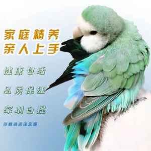 面类手养断奶牡丹鹦鹉幼鸟亲人伊莎雏鸟玄风说话黄桃绿桃宠物活体
