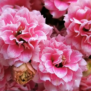 长寿花俗名(长寿阿兰朵)带花苞发货盆栽四季开花阳台窗台办公桌