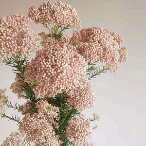 昆明基地直发新鲜小米花鲜切花真花干花家庭装饰水养插花特价包邮