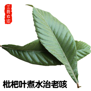四川天然野生琵琶叶茶中草药材非同仁堂煮水新鲜枇杷叶子孕妇可用
