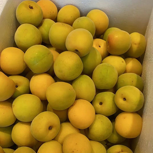 南卓拉美新鲜黄梅子酸大果泡酒野生梅胭脂云南高山大理黄梅青梅